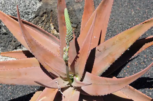 Aloe Vera Blüte Erde Lanzarote