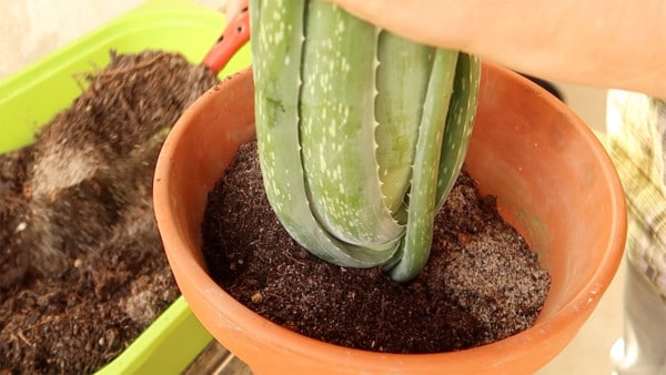 Aloe Vera umtopfen