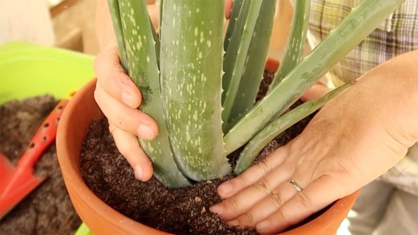 Aloe Vera umtopfen Erde festdrücken