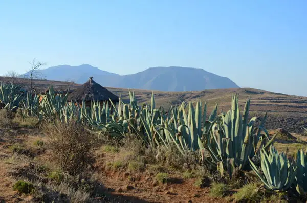 Aloe Vera in der Natur Wasser Wasserbedarf