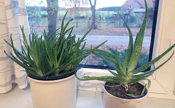 Aloe Vera gießen im Winter