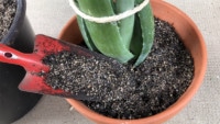 Aloe Vera umtopfen