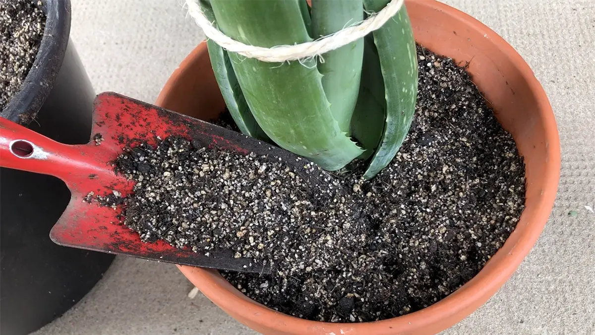 Aloe Vera umtopfen