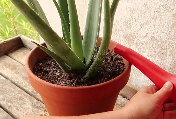 Aloe Vera nach Umtopfen gießen