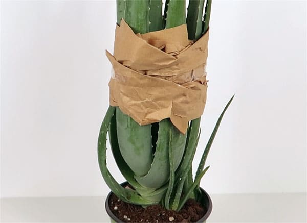 Aloe Vera vor umtopfen Blätter einpacken
