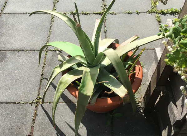 Wann Aloe Vera umtopfen