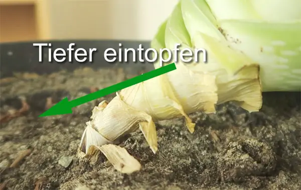 Aloe Vera strunk tiefer eintopfen