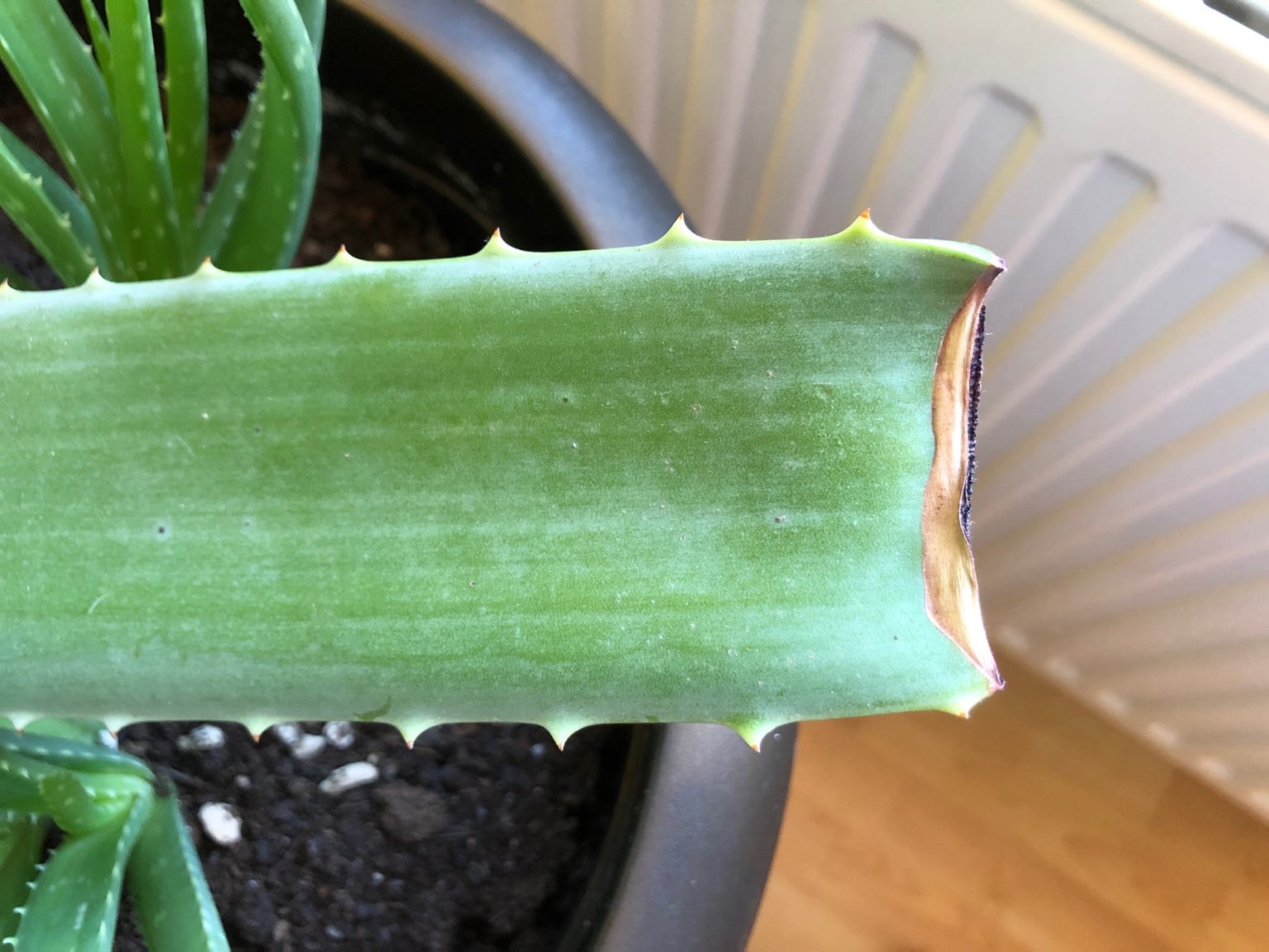 Aloe Vera Blätter richtig schneiden, ernten & aufbewahren – Philognosie