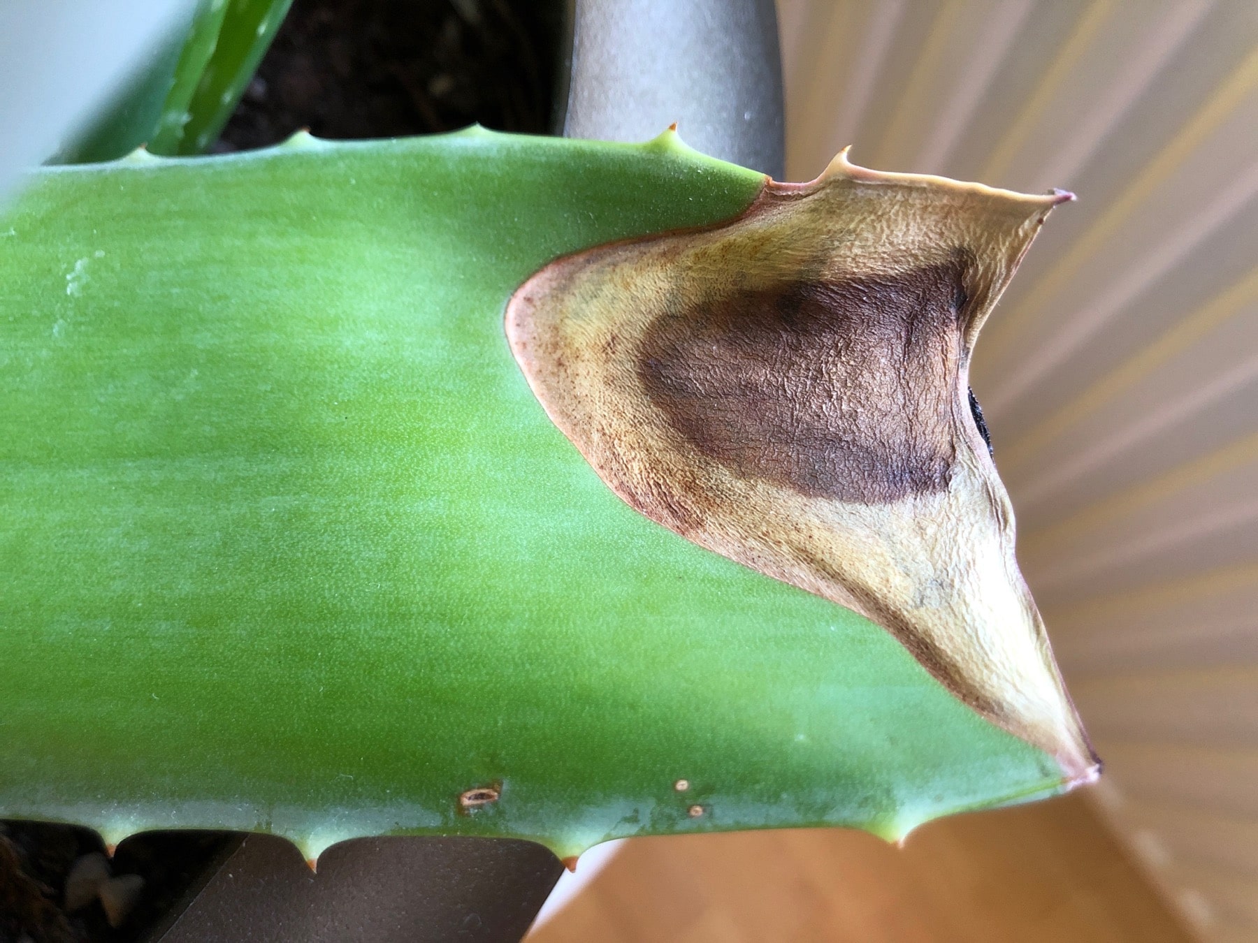 anthurium veitchii kaufen ANTHURIUM VEITCHII online kaufen bei potflourri main image 0