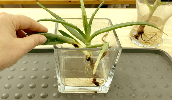 Aloe Arborescens Vermehrung mit Stecklingen funktioniert