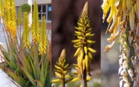 Aloe Vera Blüte