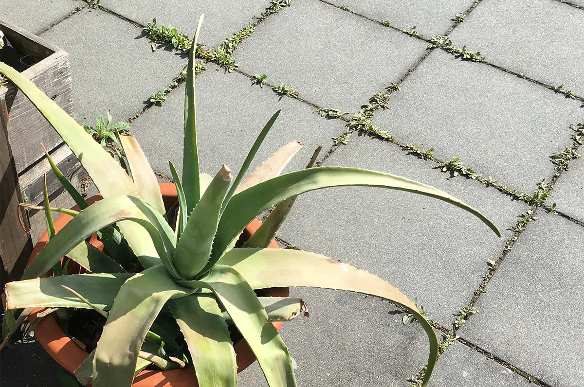 Aloe Vera Blüte anregen