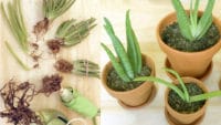 Aloe Vera Ableger vermehren