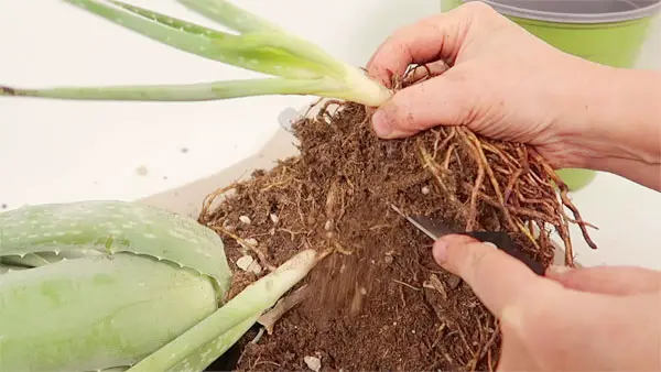 Aloe Vera Wurzeln abtrennen