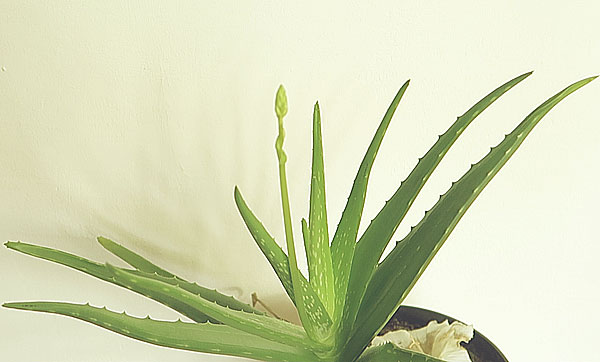 Aloe Vera blüht im Topf