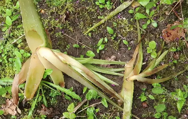 Aloe Vera braun erfroren