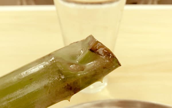 Aloe Vera Blatt in Wasser verfault