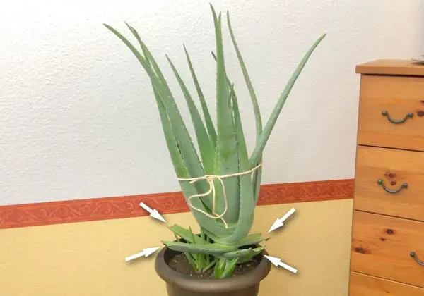 Aloe Pflanze zum Überwintern schneiden