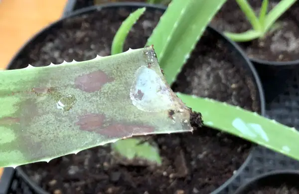 Aloe braune Blätter durch Fäulnis