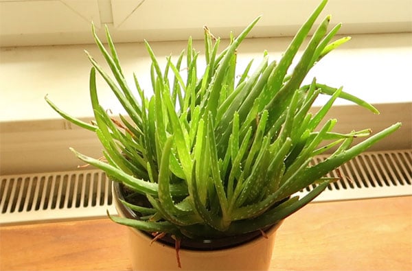 Aloe Vera Busch aus Ablegern