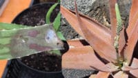 Aloe Vera Blätter werden braun