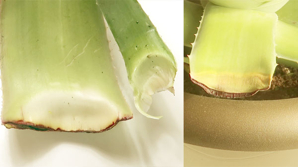 Aloe Vera Blätter heilen nach dem Schnitt