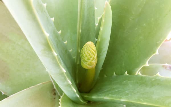 Aloe Vera Knospe