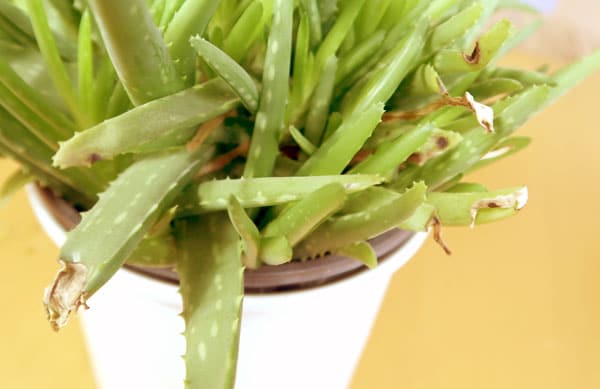 Aloe Vera braune Blattspitzen