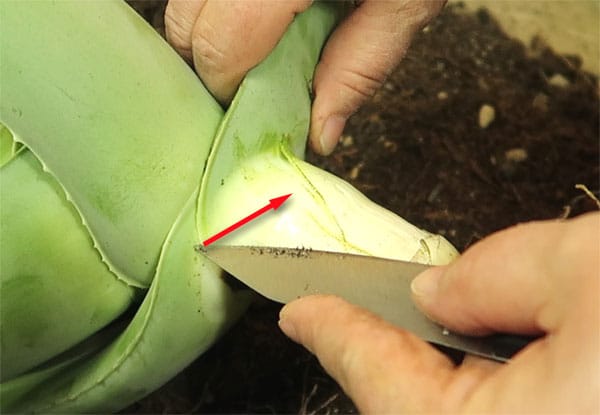 Schneiden um ganze Blätter der Aloe zu ernten