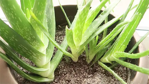 Aloe Vera mit Ableger Kindl