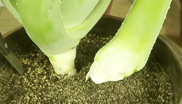 Technik Aloe Blätter vom Strunk abtrennen
