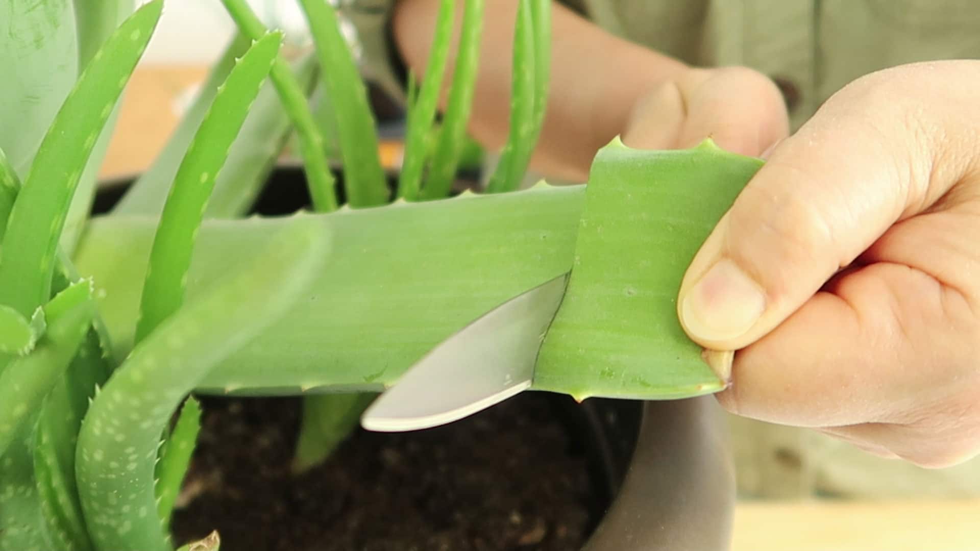 Aloe Vera Blätter richtig schneiden, ernten & aufbewahren – Philognosie
