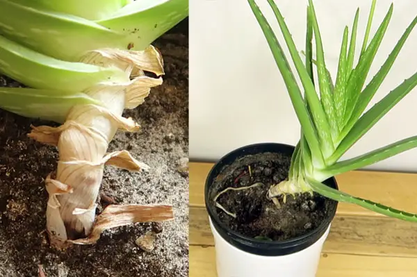 Aloe Vera schneiden vor dem Umtopfen