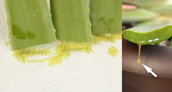 Aloin in Aloe Vera Blättern