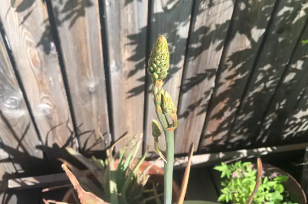 Aloe Vera Blütenwachstum