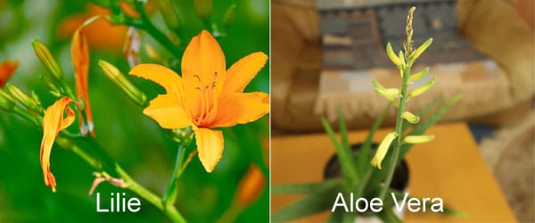 Blüte der Wüstenlilie Aloe Vera Vergleich zur Lilie