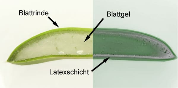 Inhaltsstoffe von Aloe Vera Blättern