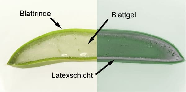 Aloe Vera Blatt Aufbau Inhaltsstoffe