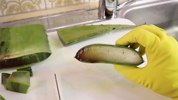 braunes flauliges Aloe Vera Gel