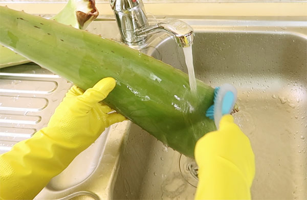 Aloe Vera Blätter waschen