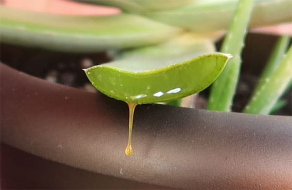 Aloe Vera Aloin