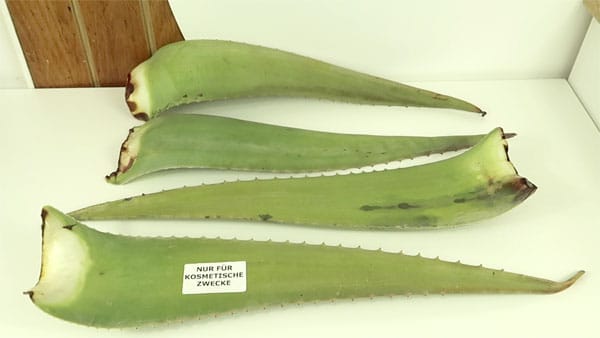 Aloe Vera kaufen