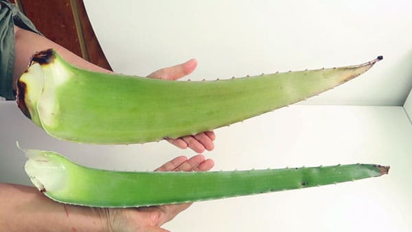 Ergiebigkeit Aloe Blätter bei 