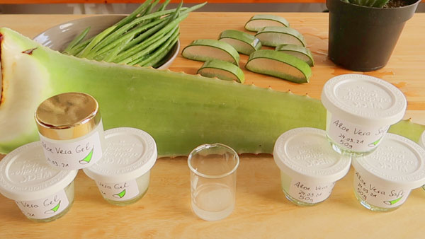 Aloe Vera Wirkung Haut