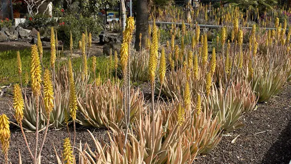 Aloe Vera aus konventionellen Anbau