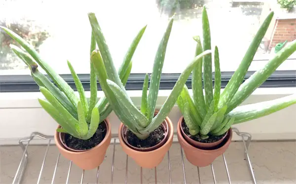 Aloe Vera pflegen