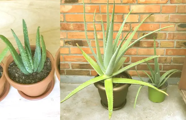 Echte Aloe Vera erkennen