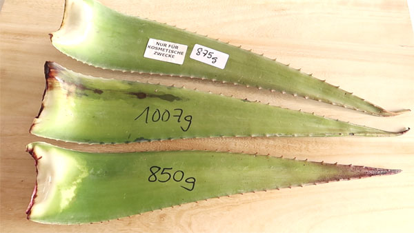 gekaufte Aloe Vera Blätter