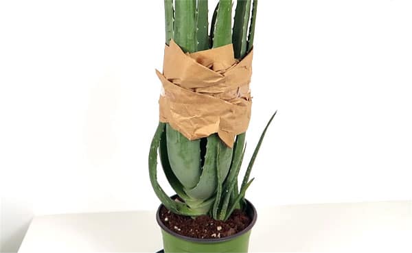 gekaufte Aloe Vera Pflanze