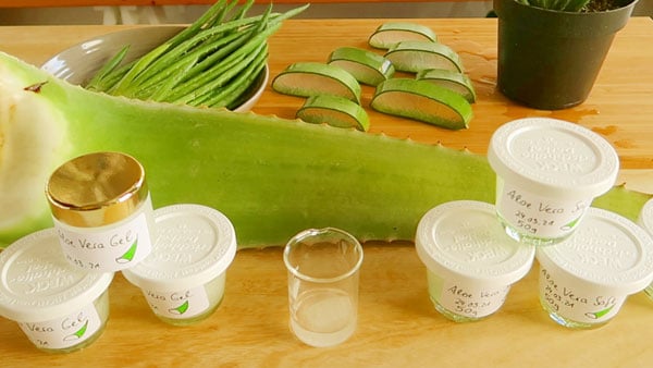 Aloe Vera innerlich anwenden Überblick